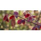 Punalehtinen pähkinäpensas 'Rotblättrige Zellernuss' (Corylus avellana 'Rotblättrige Zellernuss')